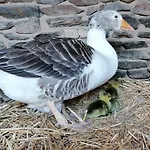 Frühstückspension La Petite Boulangerie, D'hotes Independante Vaubadon