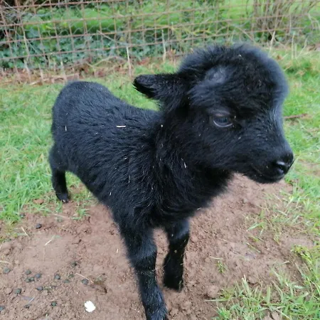 La Petite Boulangerie, D'hotes Independante 3* Vaubadon
