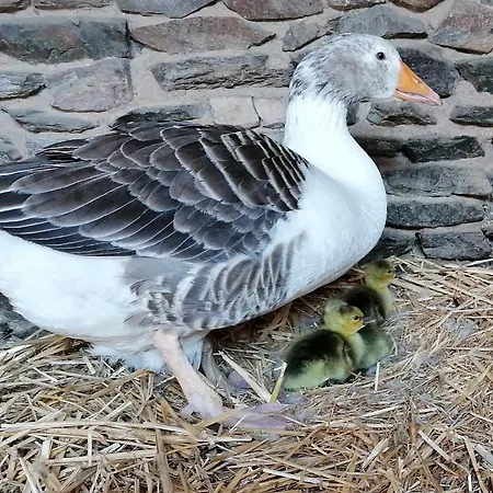 Bed and breakfast La Petite Boulangerie, D'hotes Independante Vaubadon