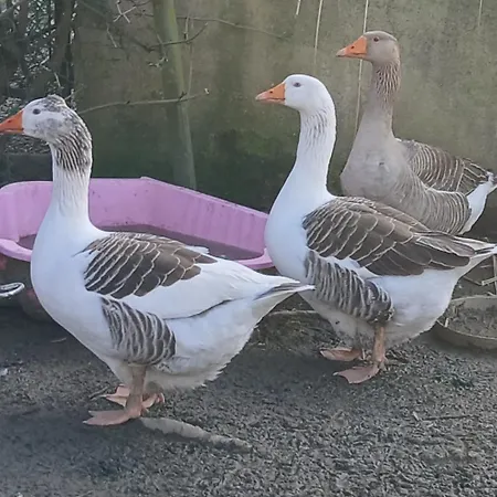 La Petite Boulangerie, D'hotes Independante 3* Vaubadon