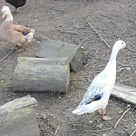 La Petite Boulangerie, D'hotes Independante Bed and breakfast 3*