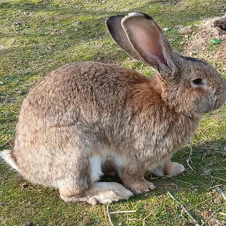 Bed and breakfast La Petite Boulangerie, D'hotes Independante 3*