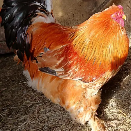 La Petite Boulangerie, D'hotes Independante Bed and breakfast