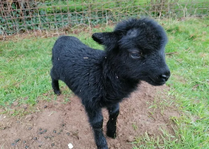 La Petite Boulangerie, D'hotes Independante 3* Vaubadon