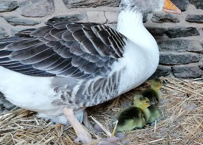 Bed and breakfast La Petite Boulangerie, D'hotes Independante Vaubadon