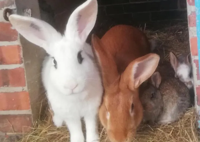 La Petite Boulangerie, D'hotes Independante Vaubadon