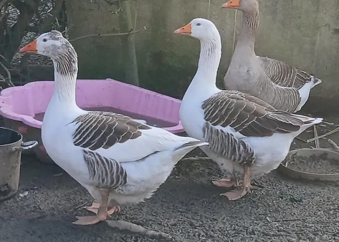 La Petite Boulangerie, D'hotes Independante 3* Vaubadon