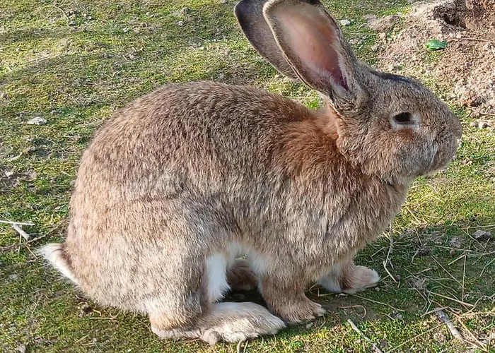 Bed and breakfast La Petite Boulangerie, D'hotes Independante 3*