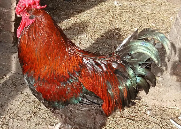 La Petite Boulangerie, D'hotes Independante Vaubadon