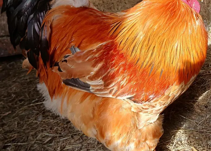 La Petite Boulangerie, D'hotes Independante Bed and breakfast